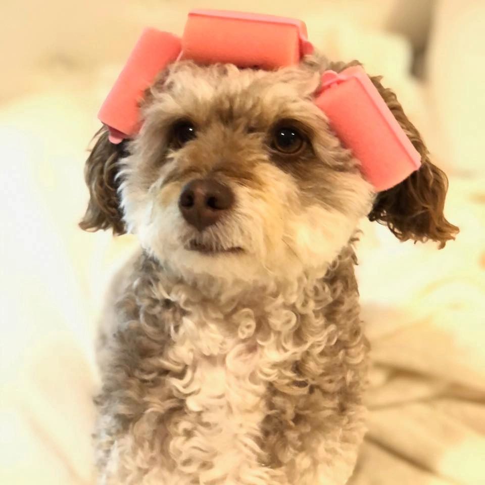 The Better Bark Dog Grooming